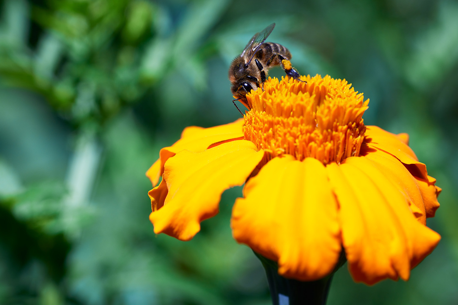 A grey Caucasian mountain honeybee collects pollen, Kviakhidzeebi, Georgia